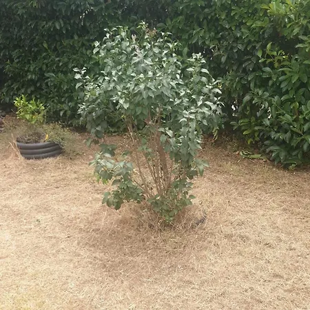 Jolie 6 Pers Avec Jardin Tatil Evi *